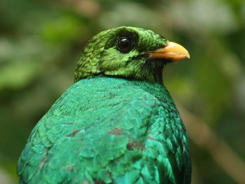 Golden-headed Quetzal
