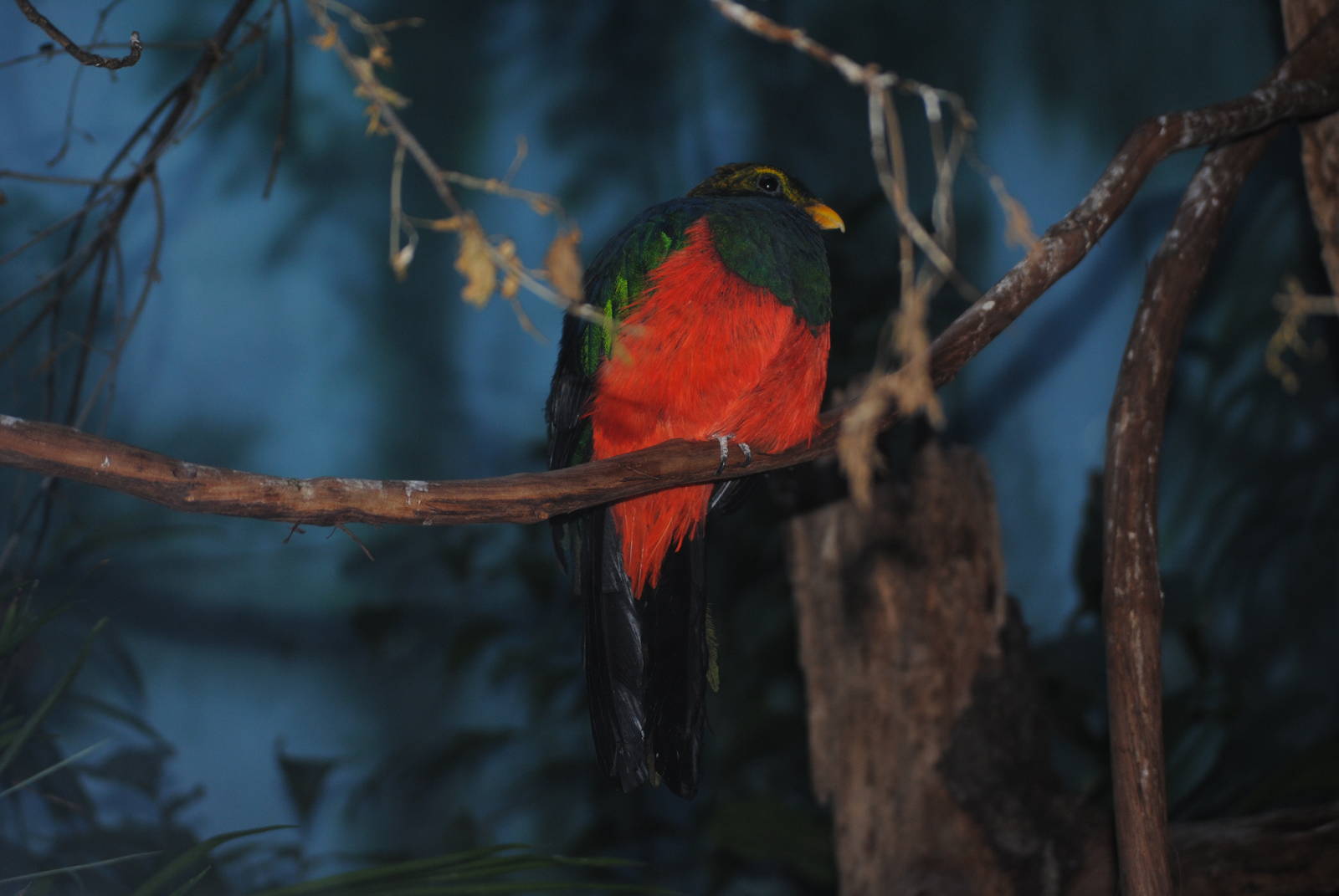 Golden-Headed Quetzal