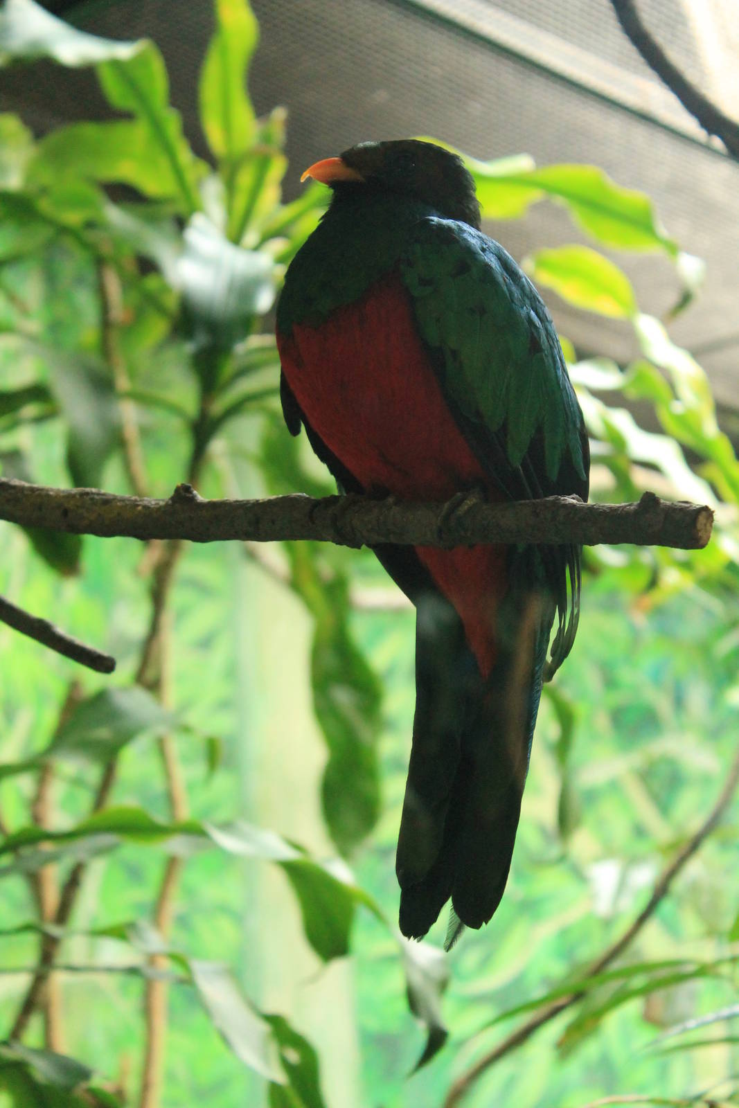 Golden Headed Quetzal