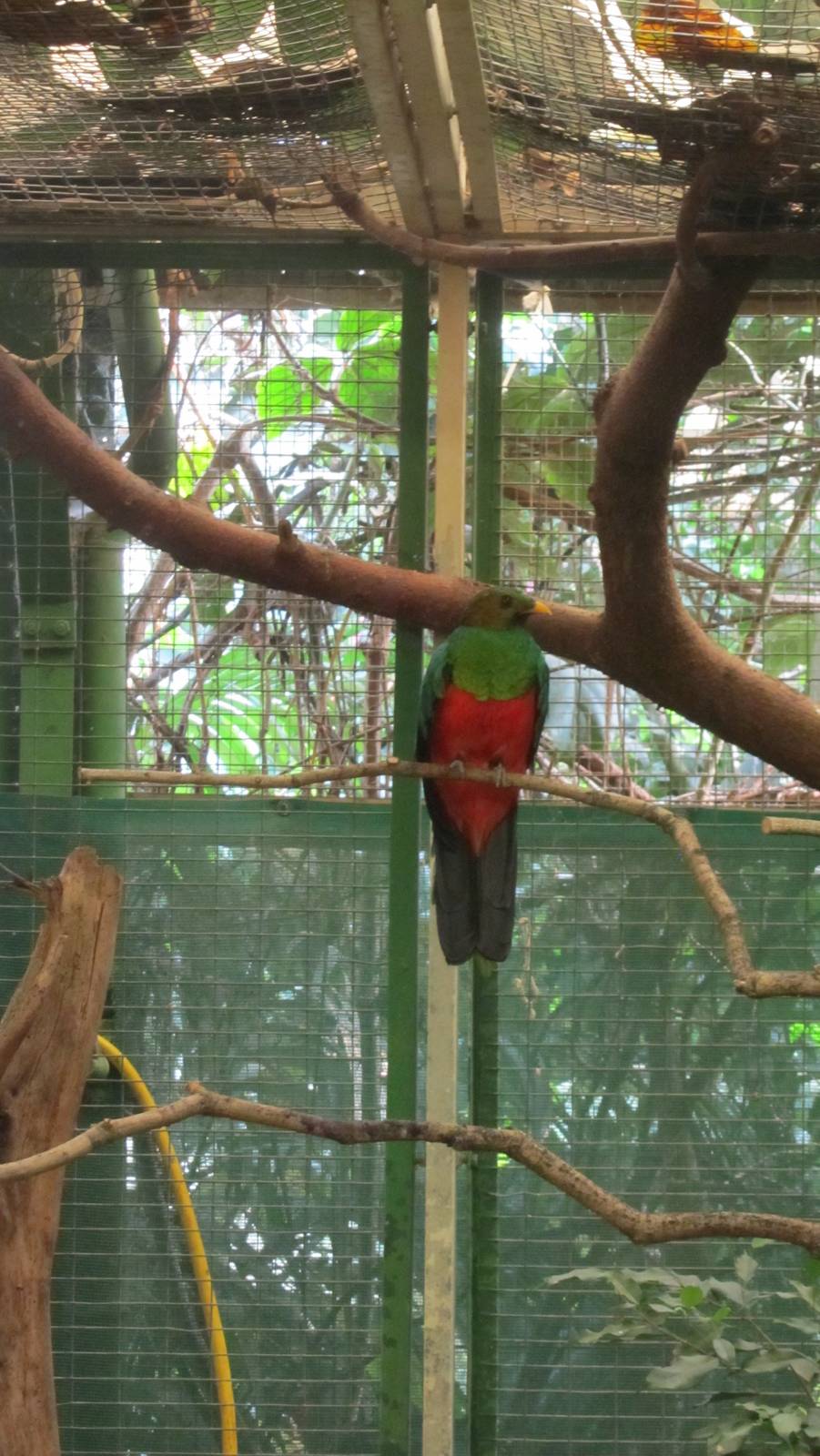Golden-headed Quetzal