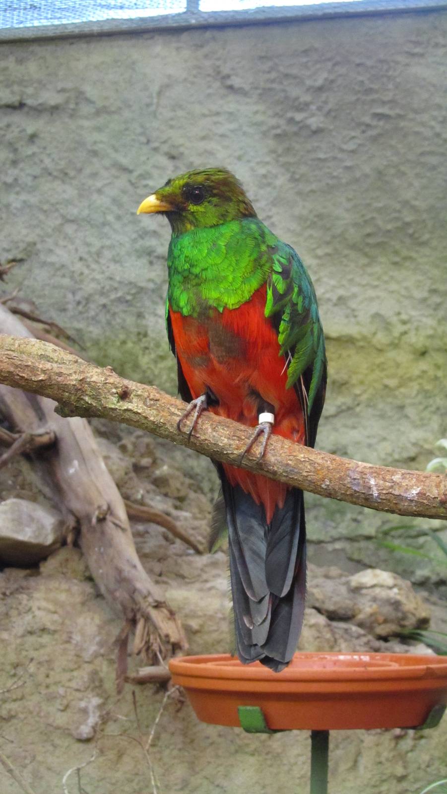 Golden-headed Quetzal