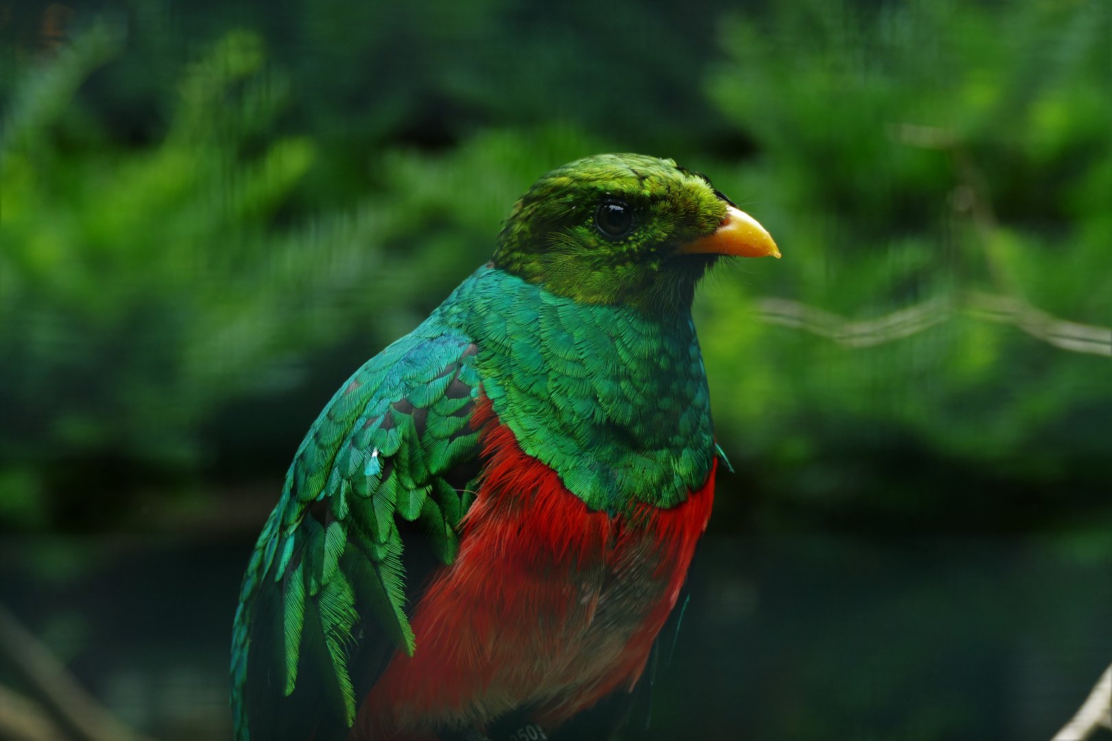 Golden-headed quetzal