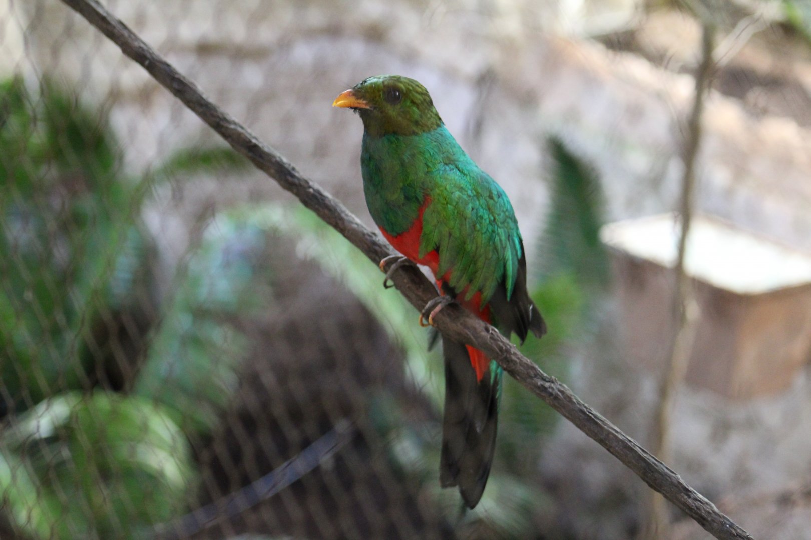 Golden-Headed Quetzal