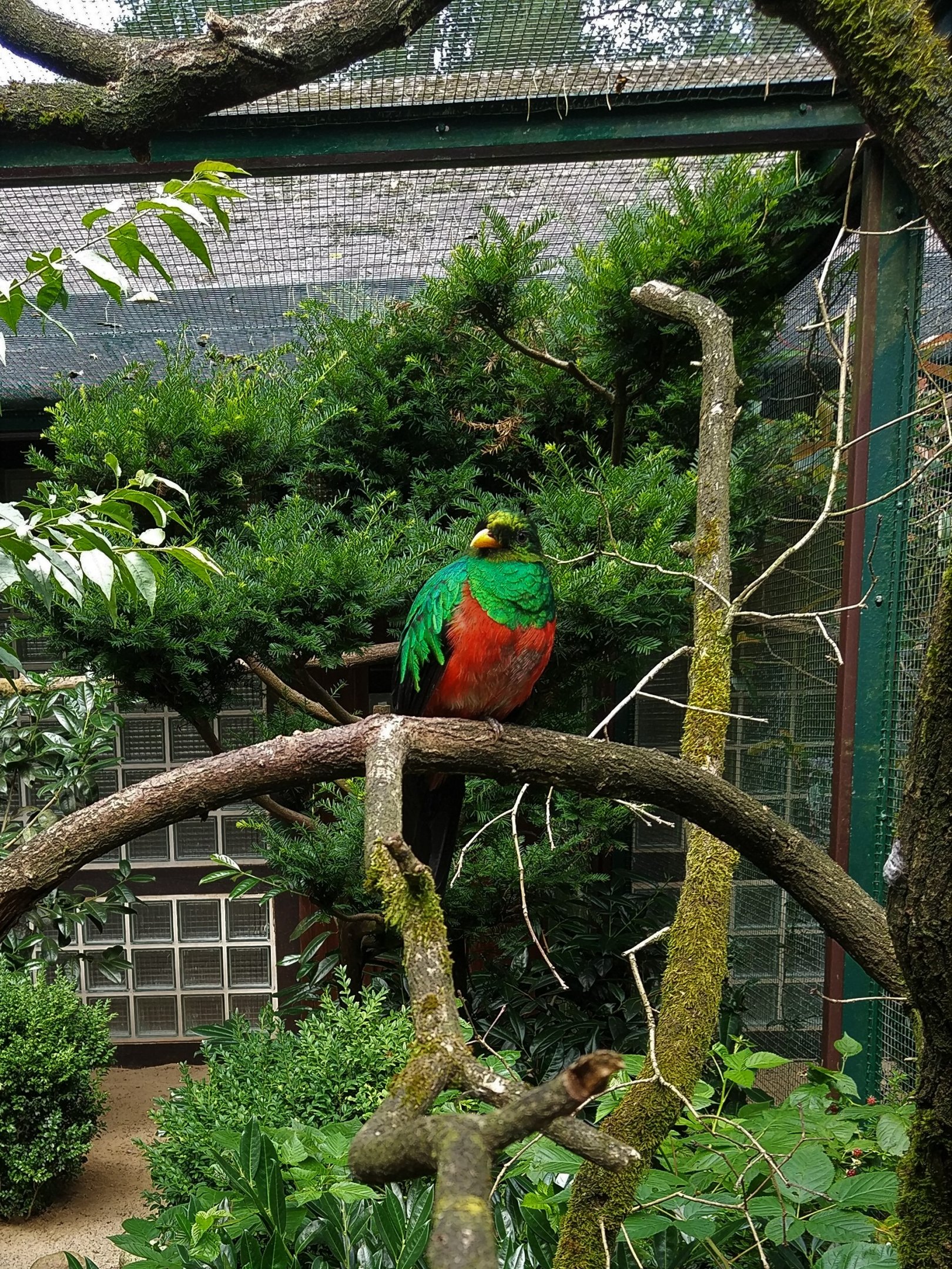 Golden-headed Quetzal