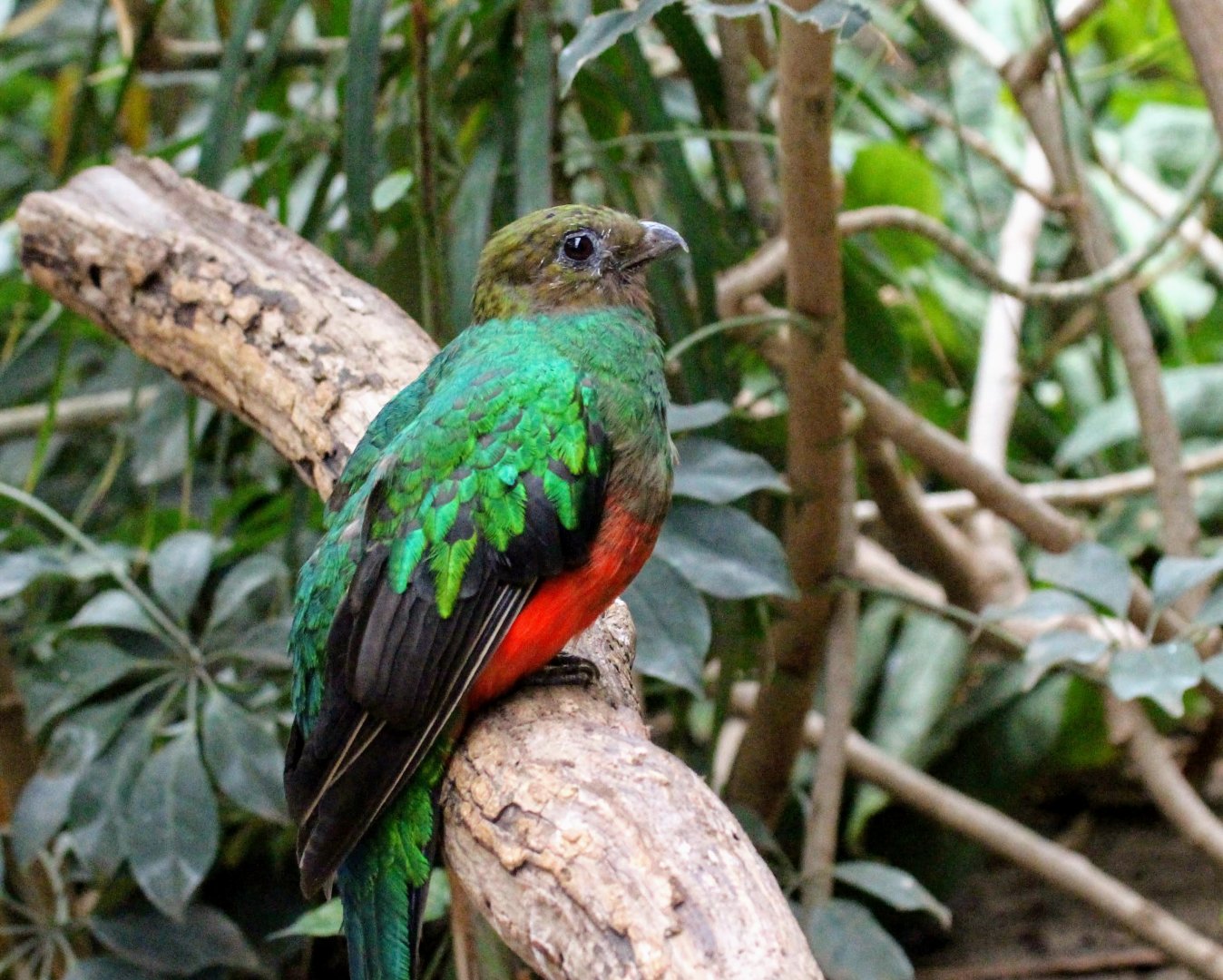 Golden-headed Quetzal