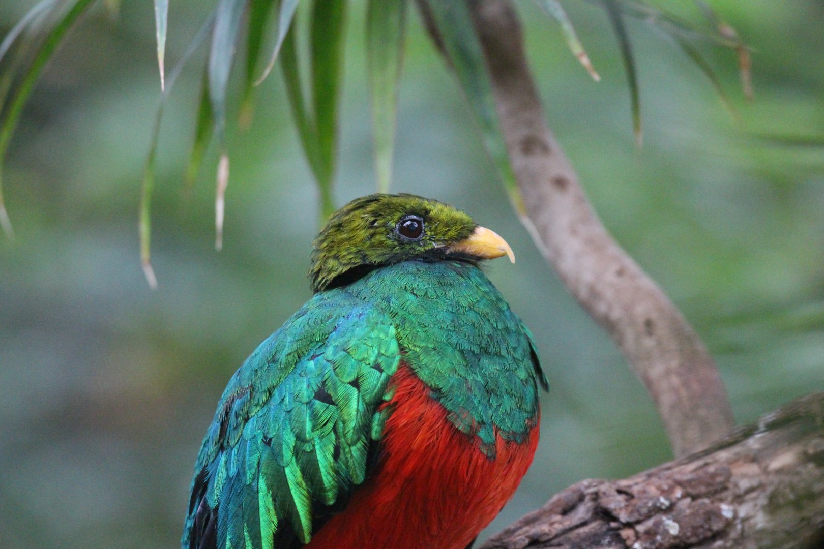 Golden-headed Quetzal