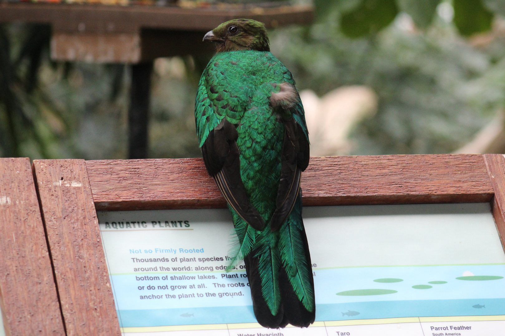 Golden-Headed Quetzal