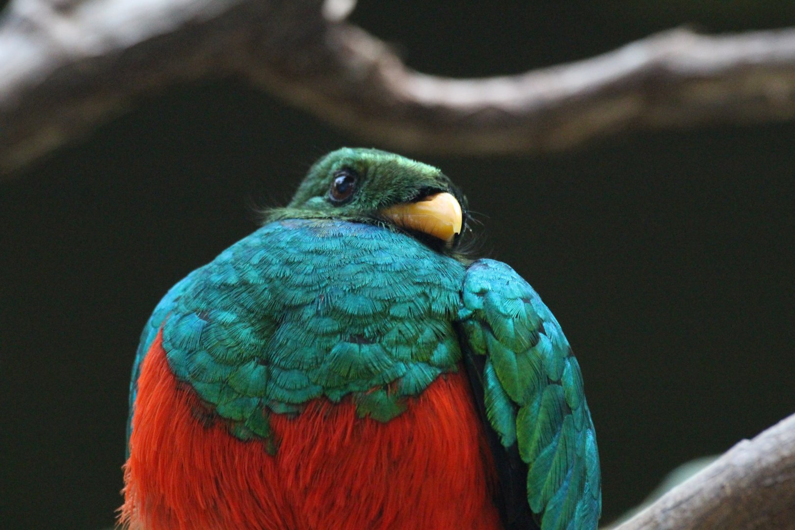 Golden-headed Quetzal