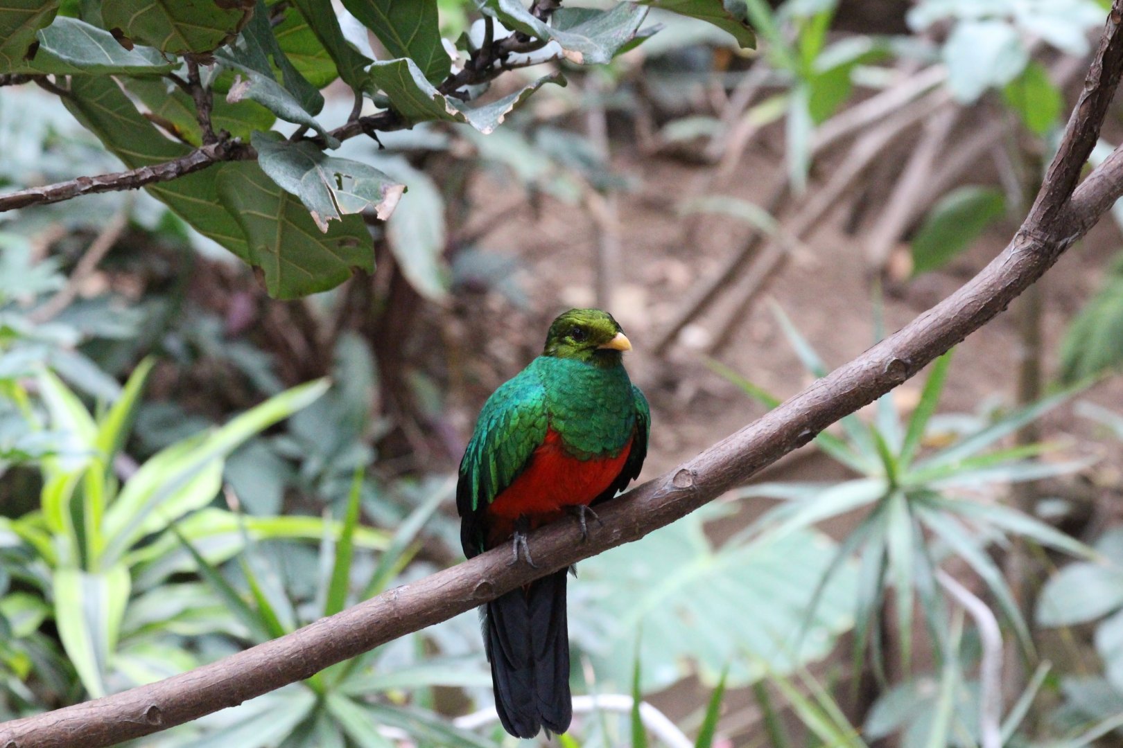 Golden-headed Quetzal