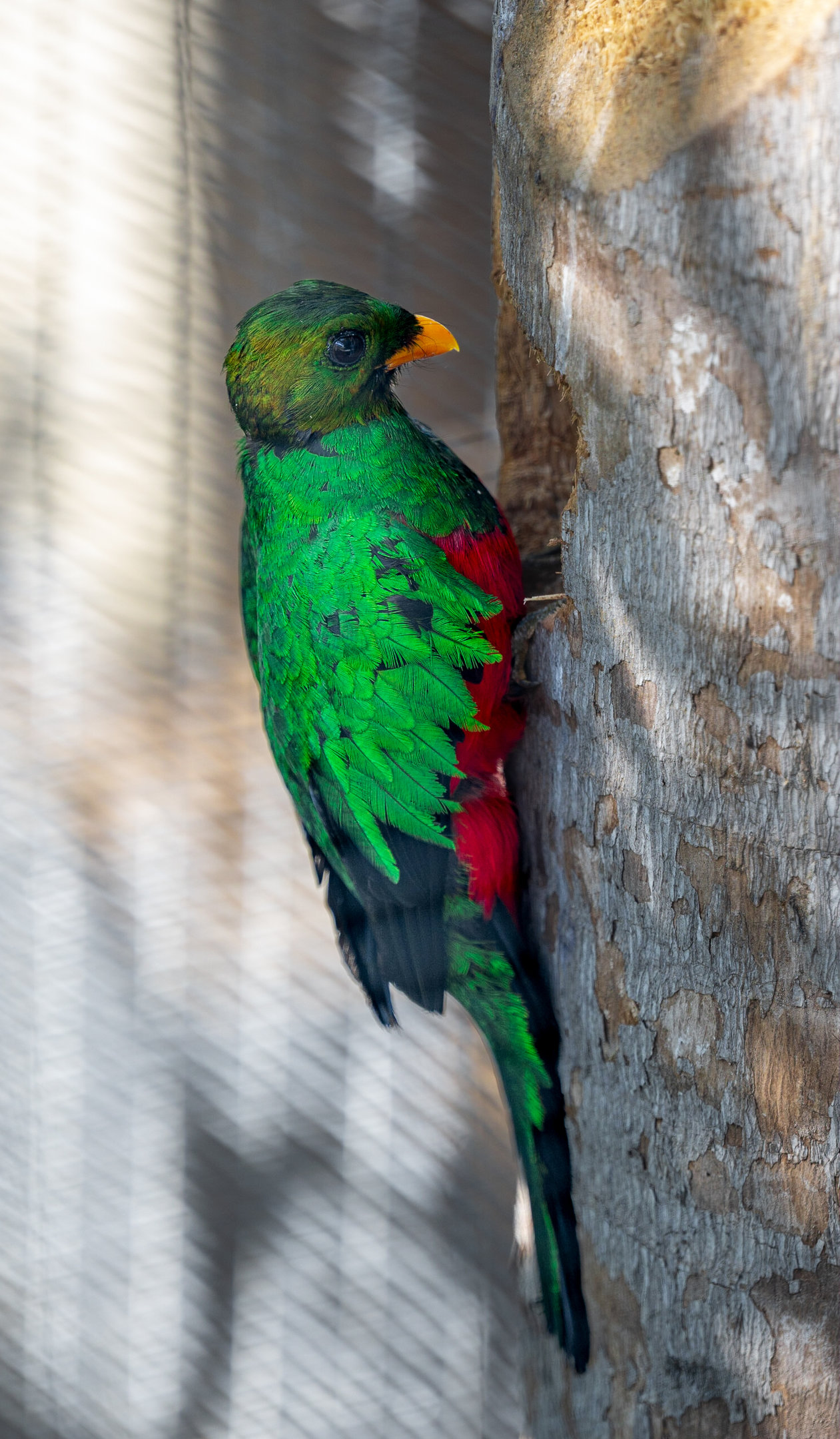 Golden Headed Quetzal