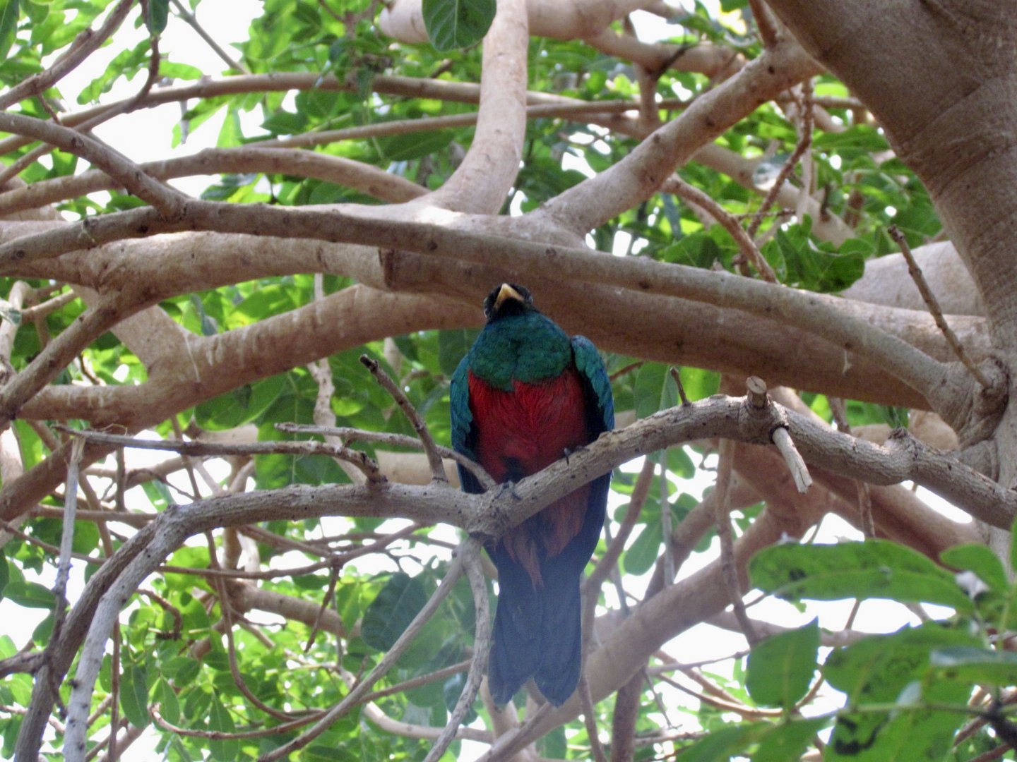 Golden-headed Quetzal