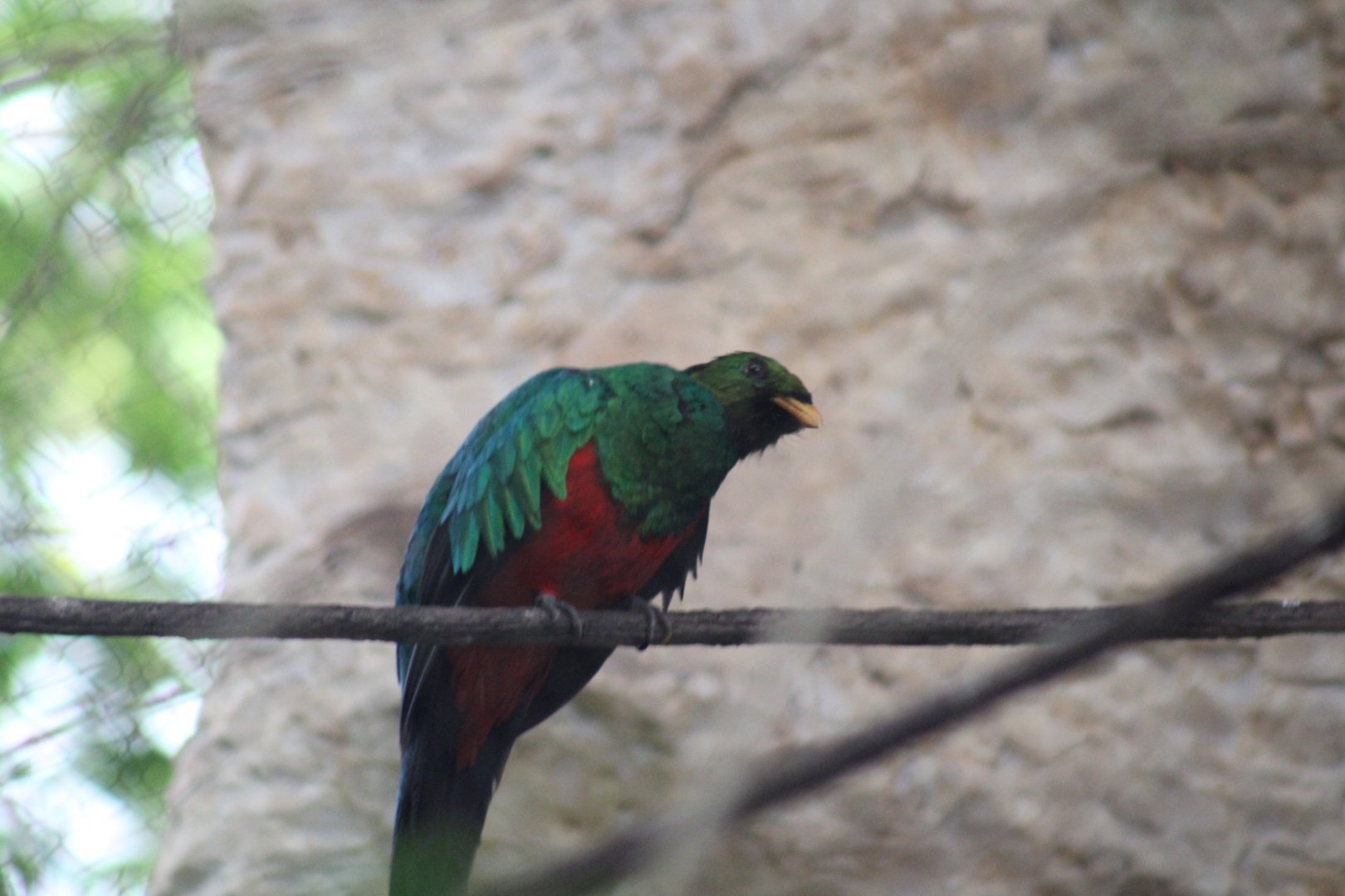 Golden-headed Quetzal