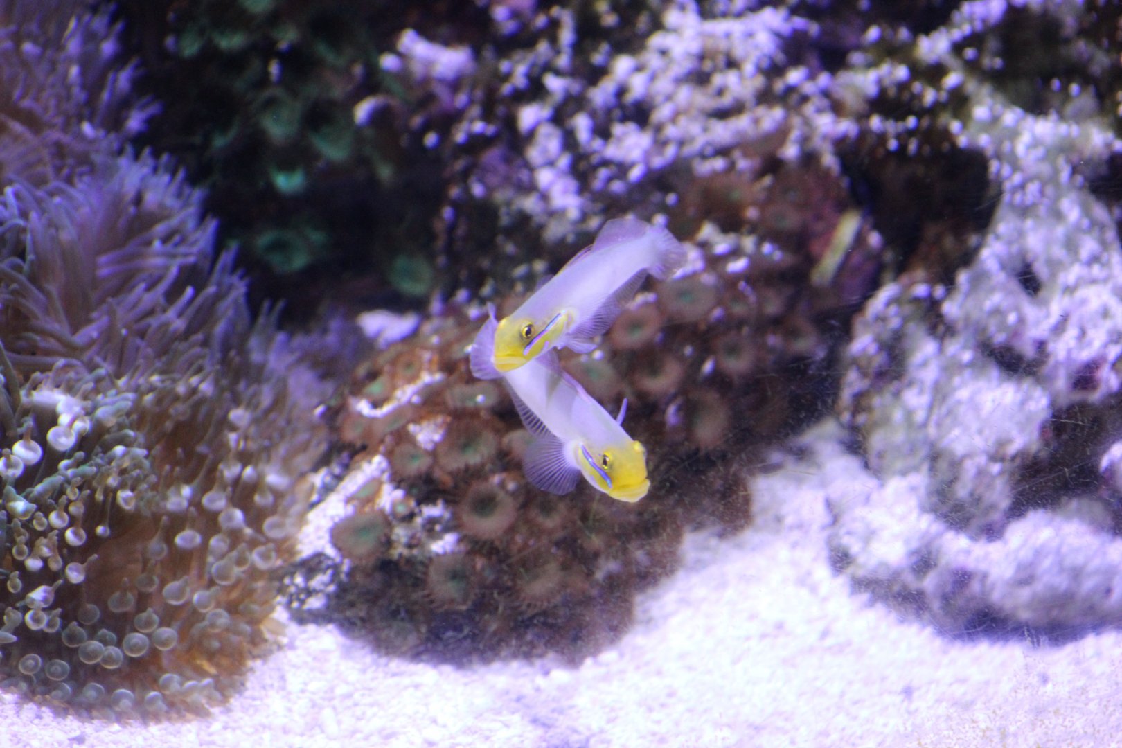 Golden-Headed Sleeper Gobies