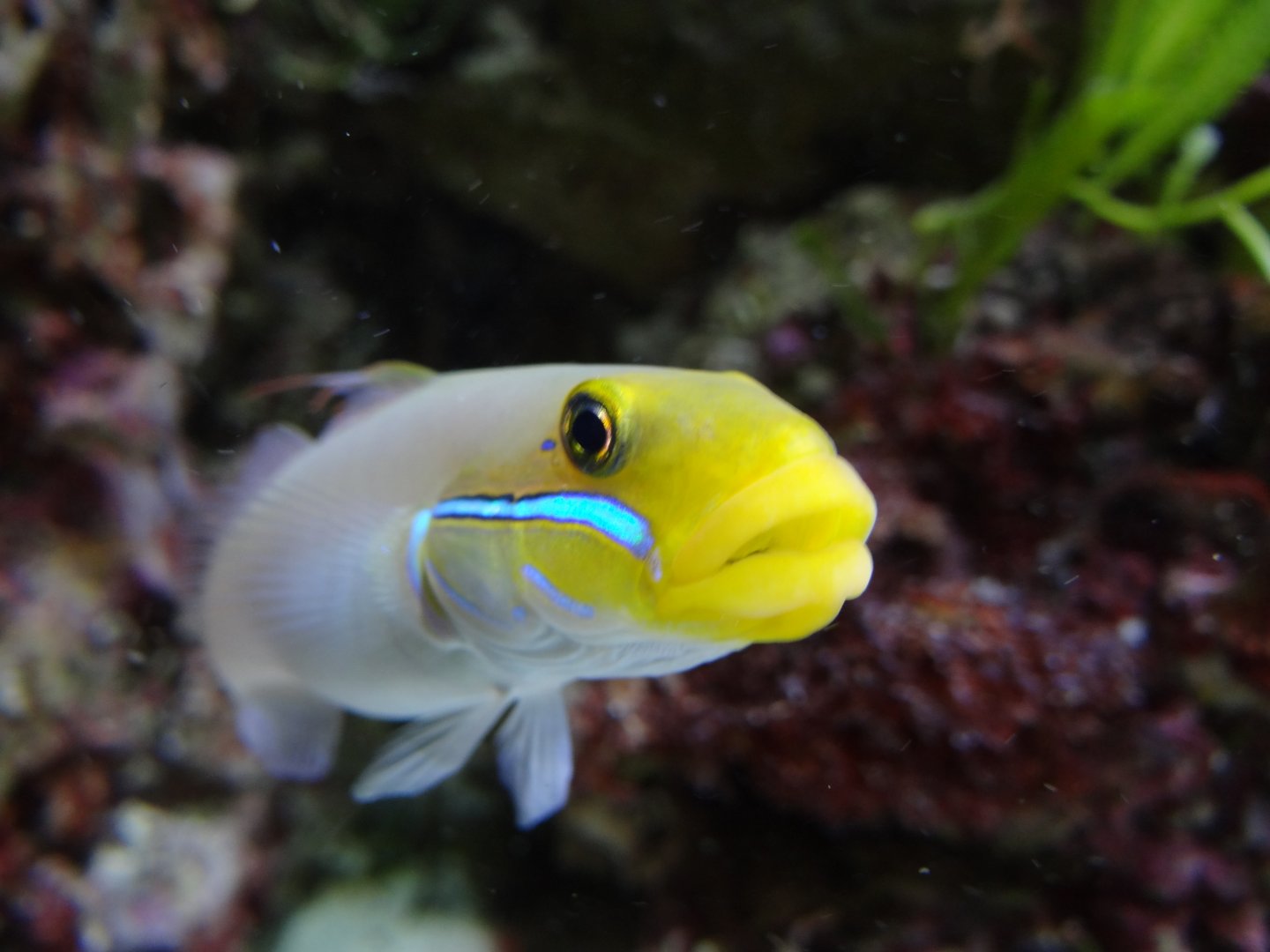 Golden-headed Sleeper Goby (Valenciennea strigata)