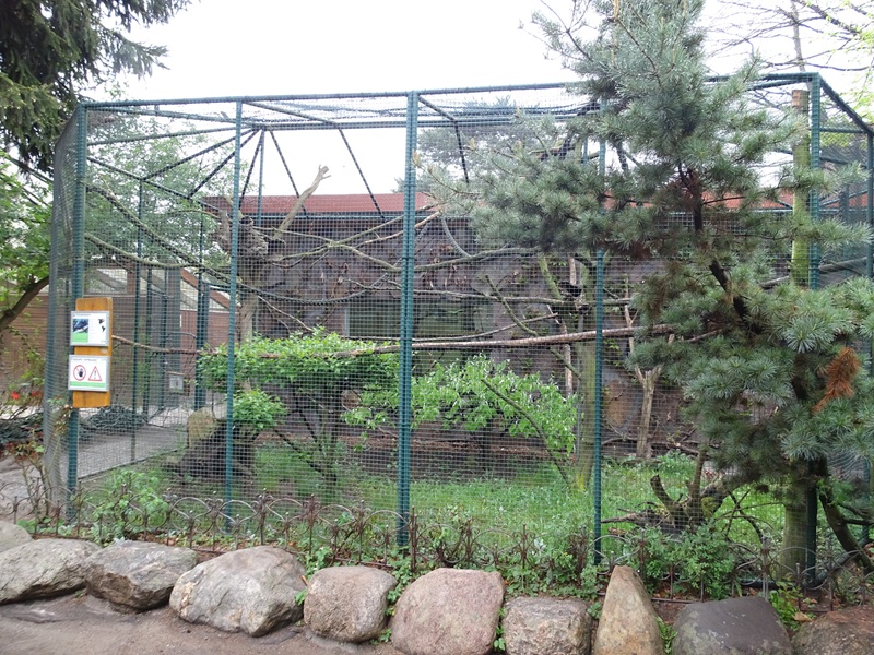 Golden-headed tamarin enclosure