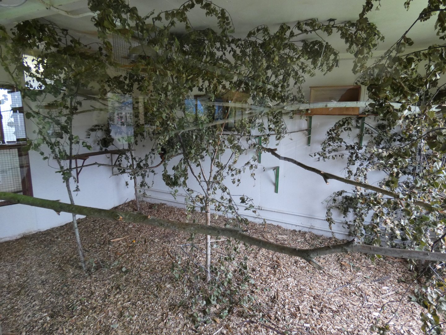 Golden-headed tamarin indoor enclosure