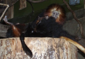 Golden-headed Tamarin (Leontopithecus chrysomelas)