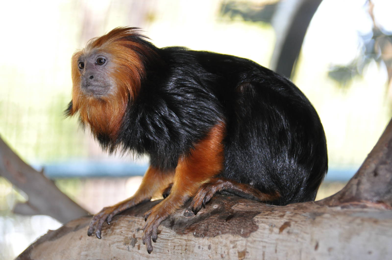 Golden-headed tamarin/ Leontopithecus chrysomelas