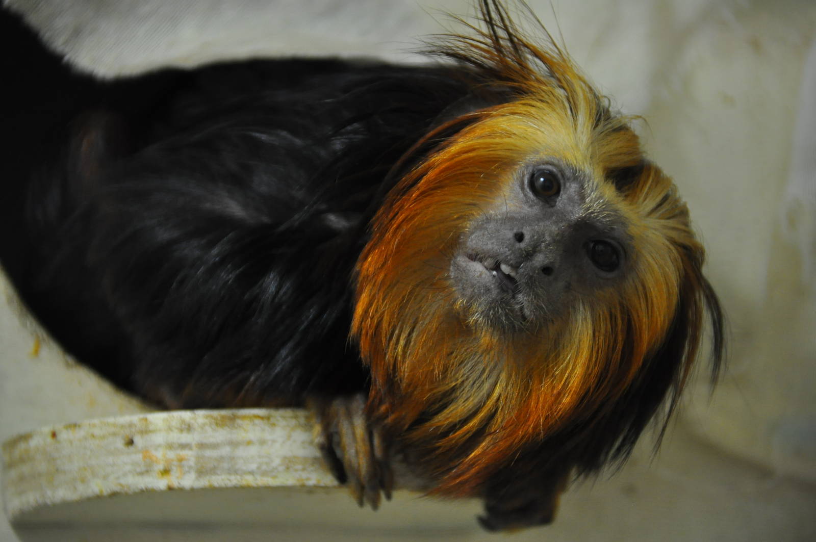 Golden-headed tamarin/ Leontopithecus chrysomelas