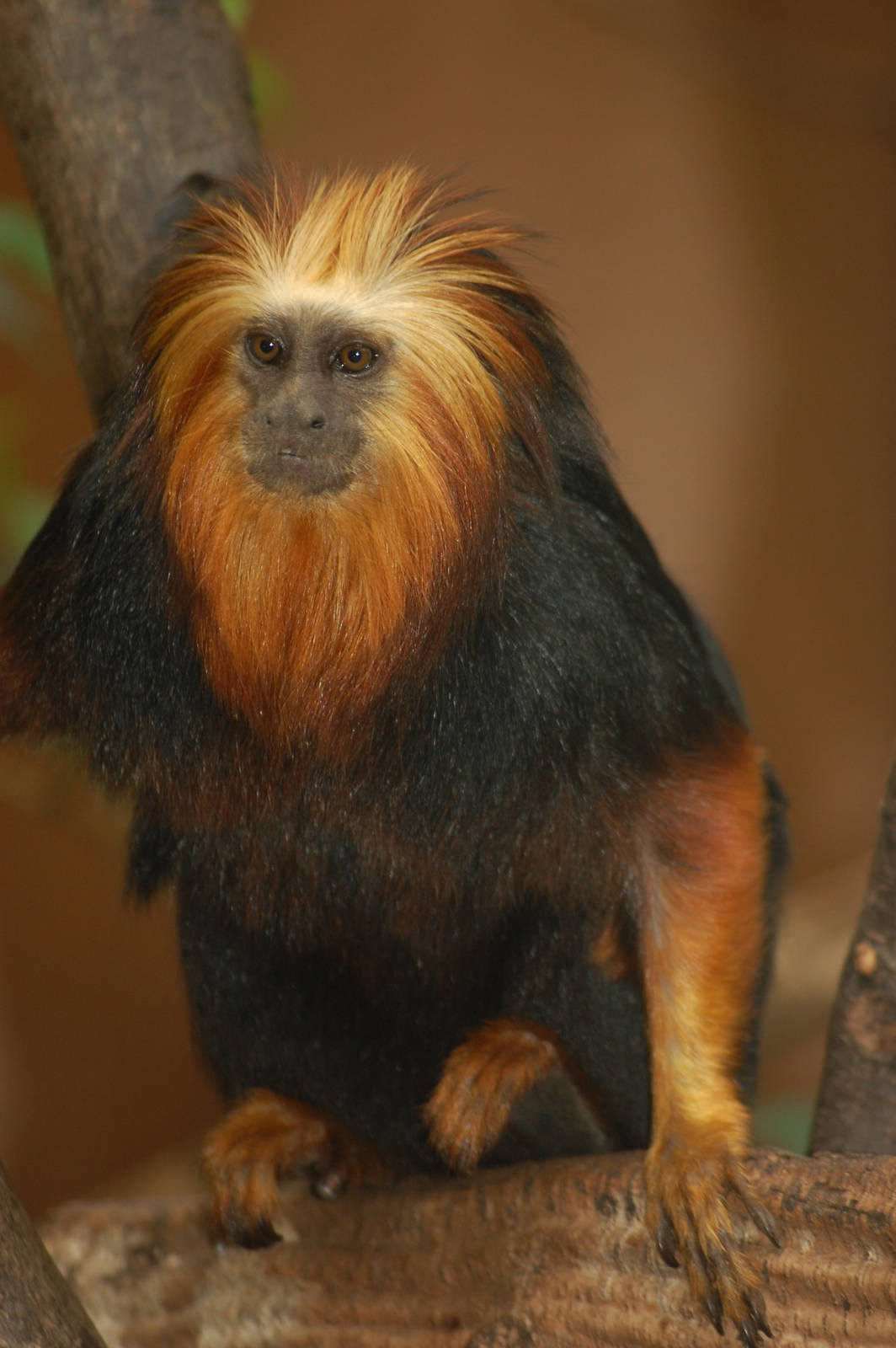 Golden-headed tamarin