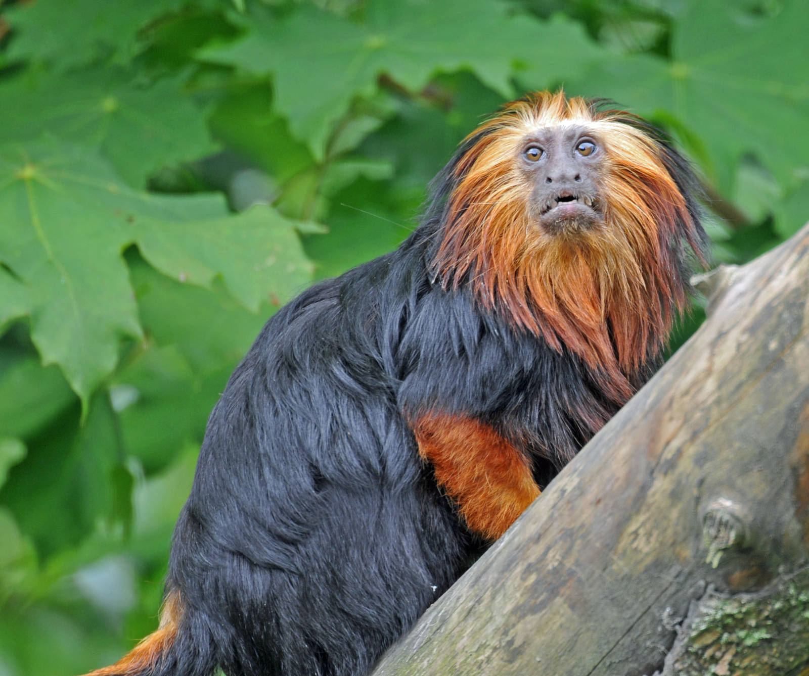 Golden Headed Tamarin