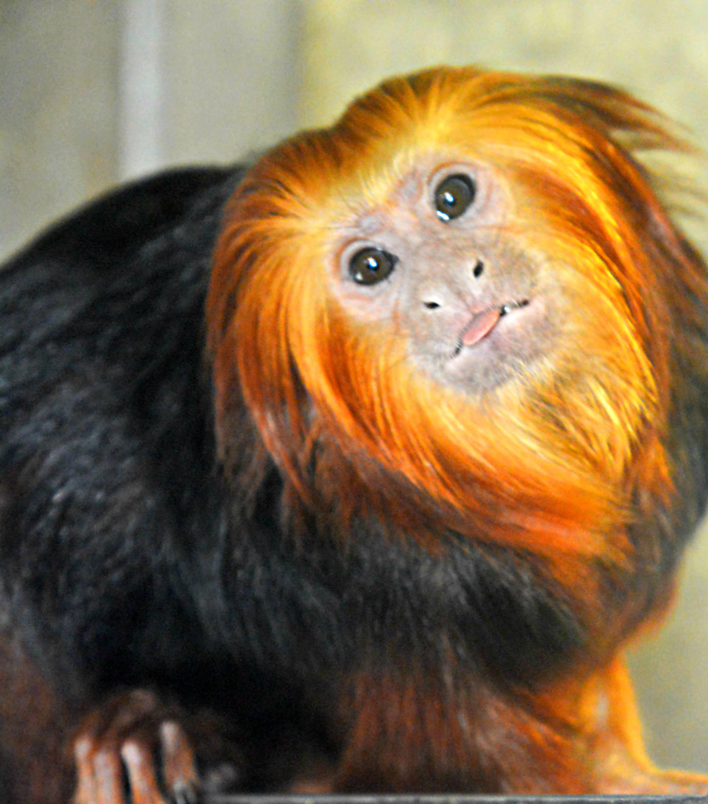 GOLDEN HEADED TAMARIN