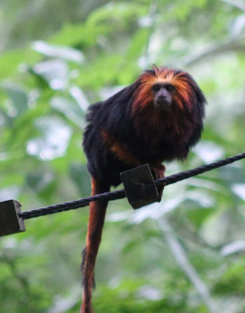 Golden-headed tamarin