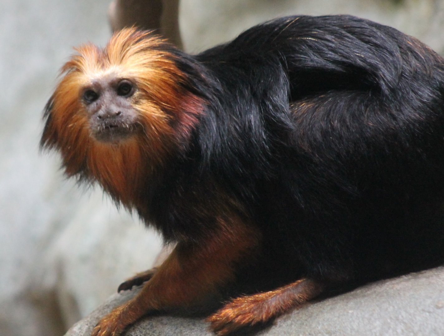 Golden-headed tamarin