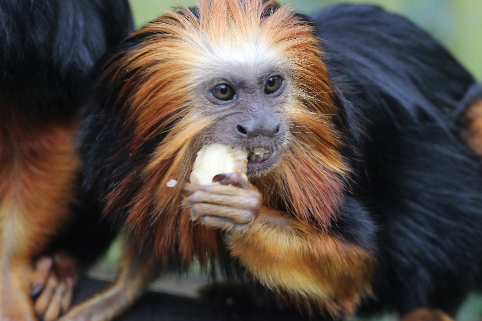 Golden Headed Tamarin