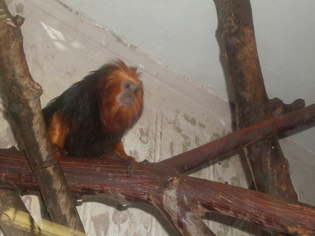 Golden-headed tamarin