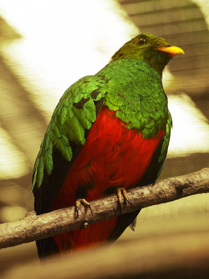 Golden-headed trogon