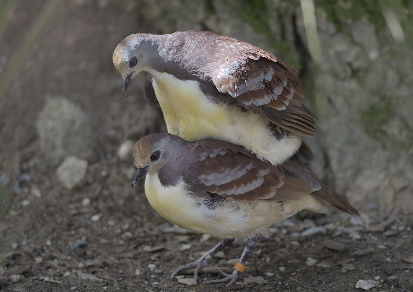 Golden-heart doves mating