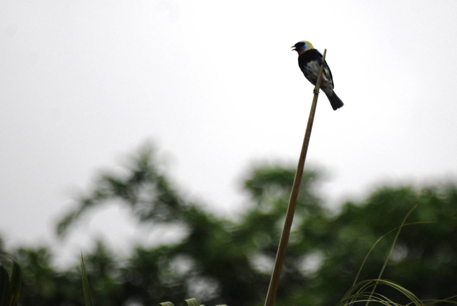 Golden-hooded Tanager in La Fortuna, 18/04/14
