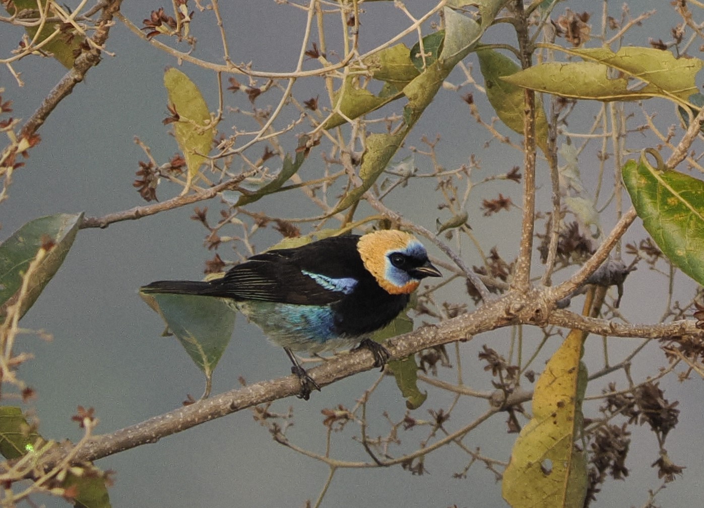 Golden-hooded tanager