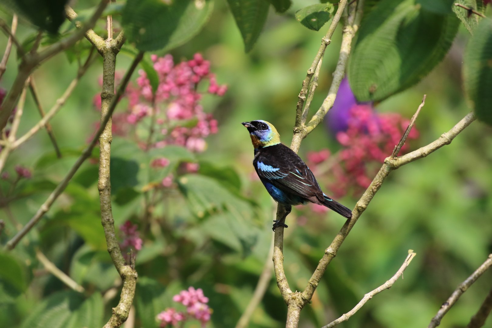 Golden-hooded Tanager