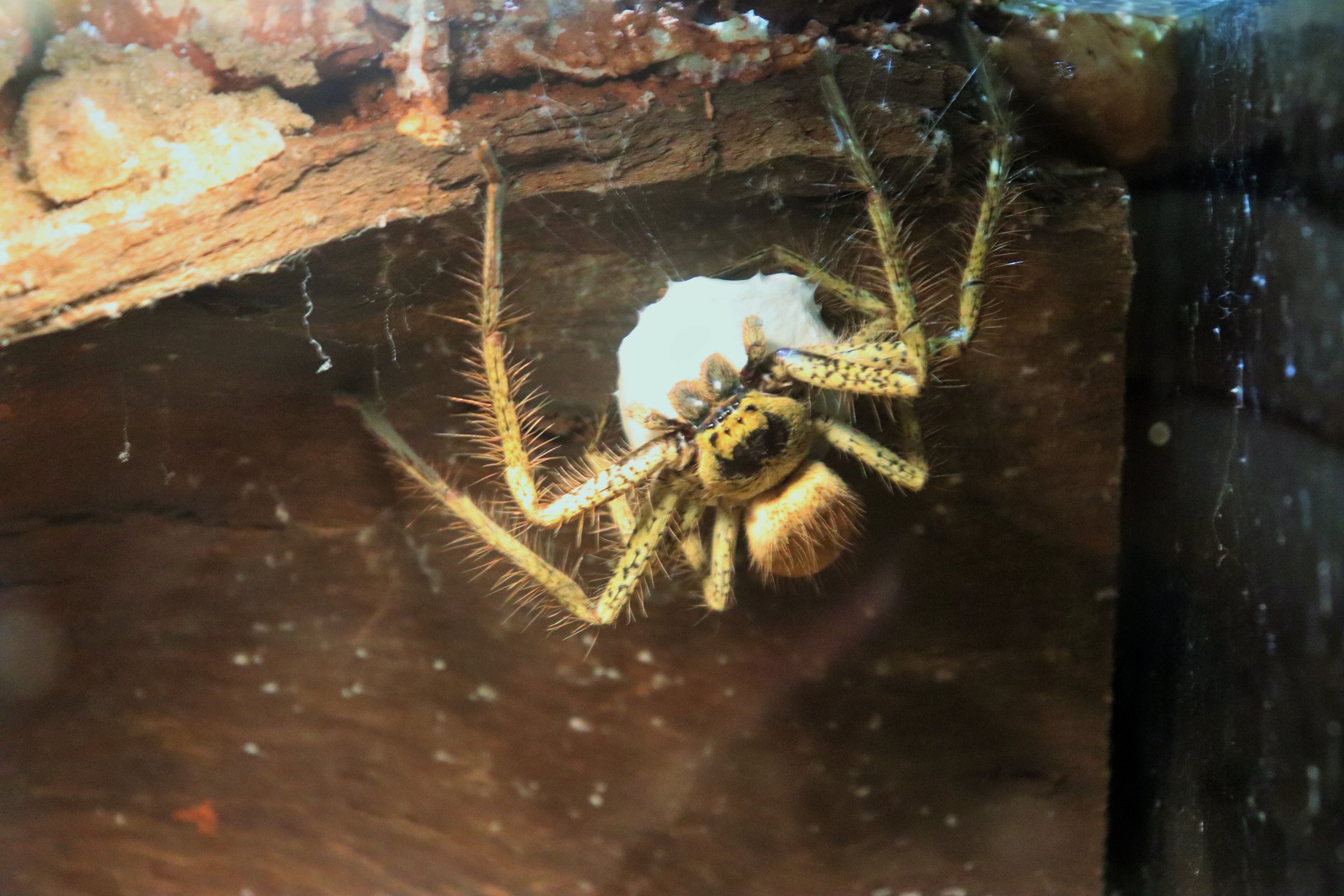 Golden Huntsman Spider (Beregama aurea)