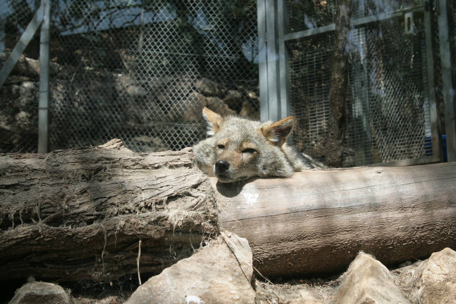 golden (israeli) Jackel