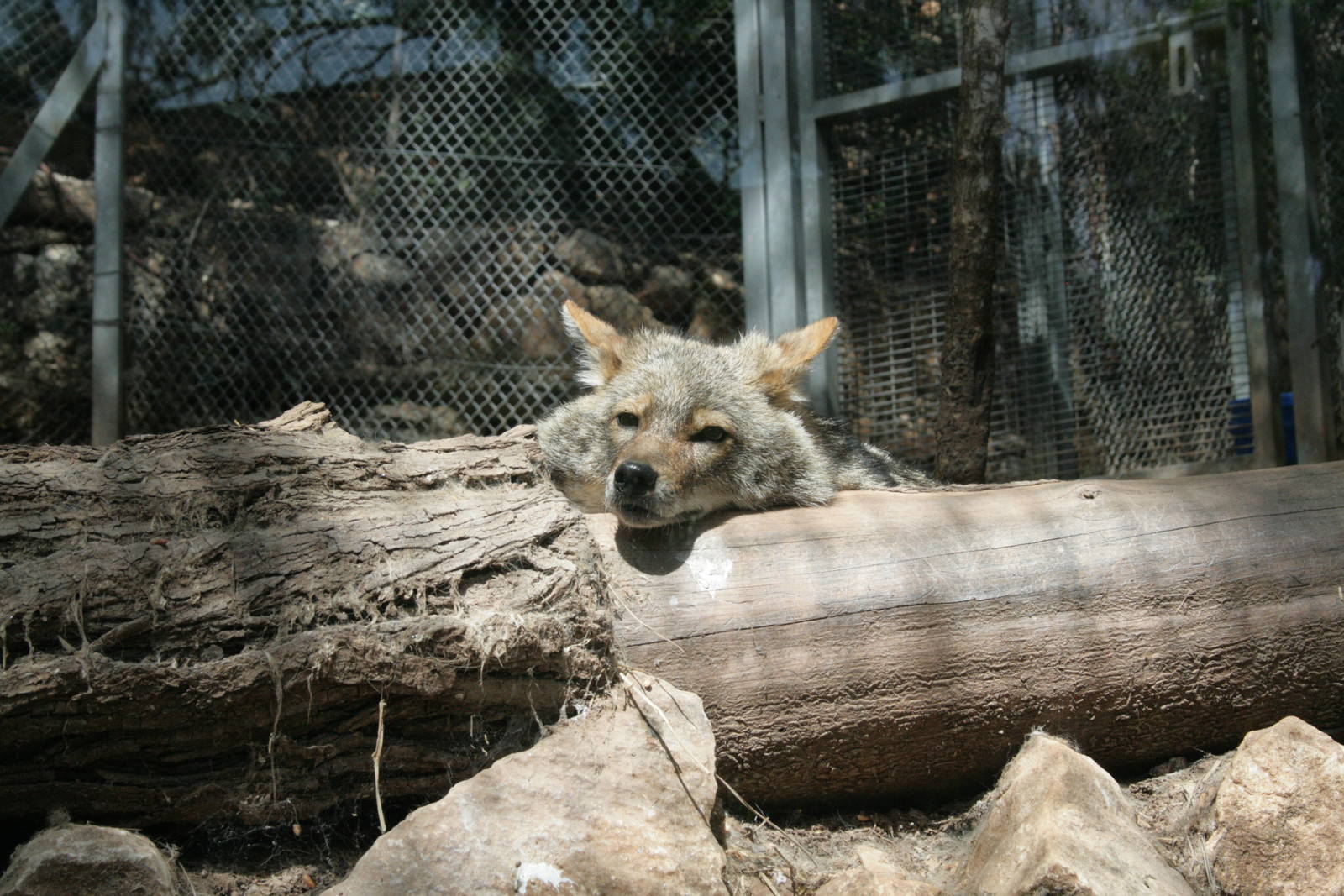 golden (israeli) Jackel