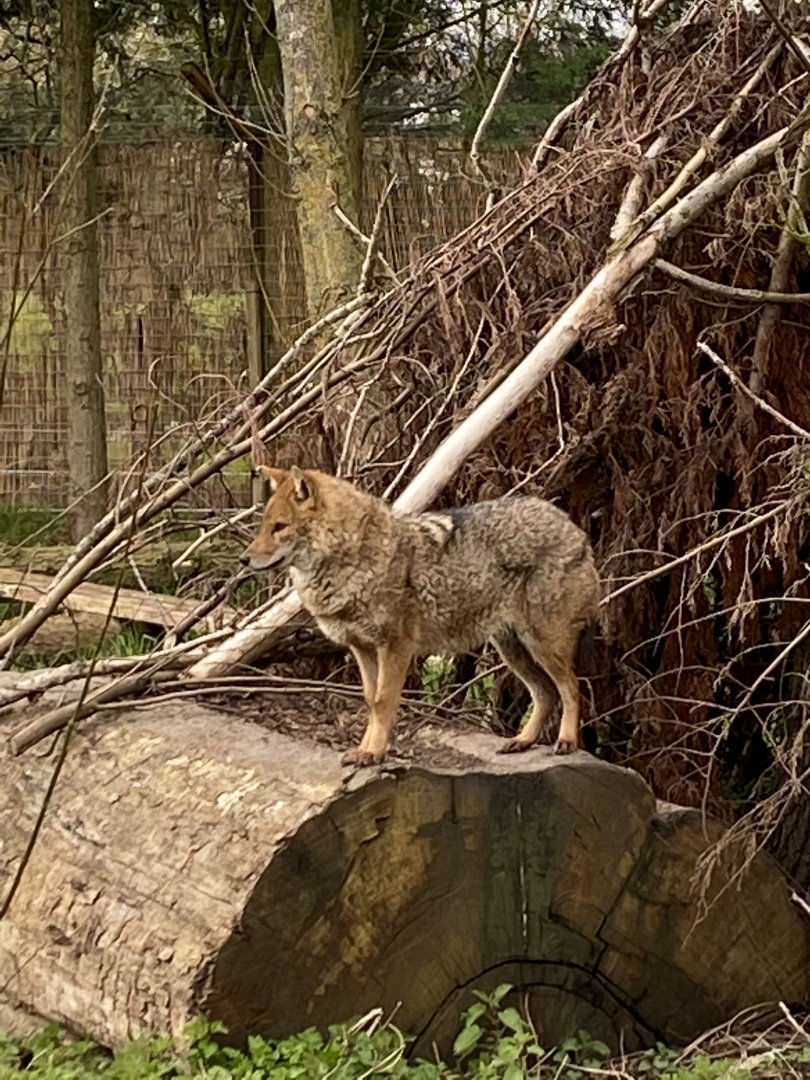 Golden jackal 070320