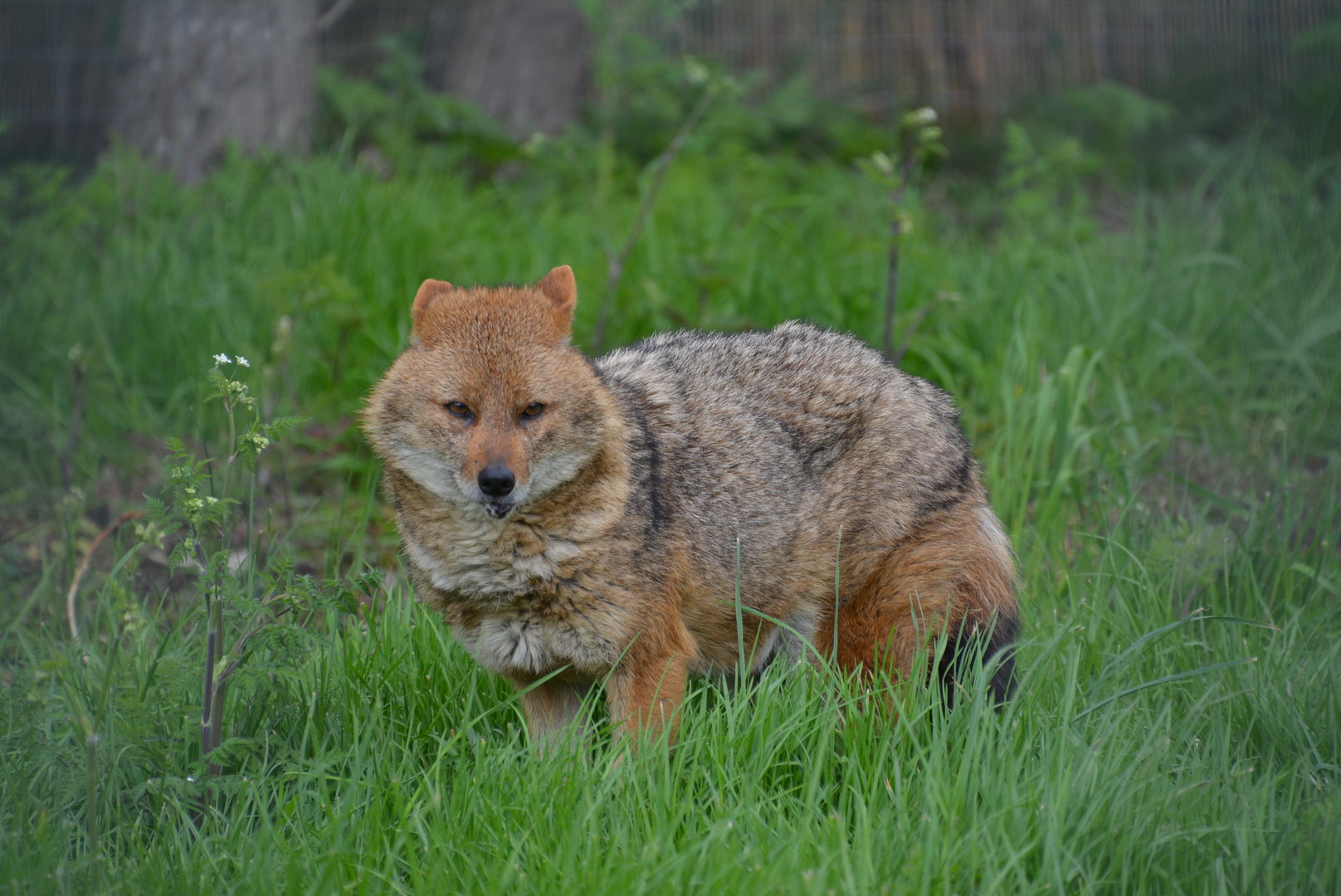 Golden Jackal 27/04/2023