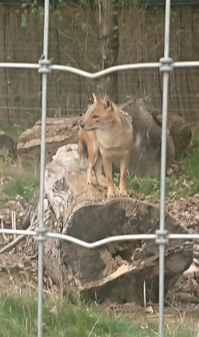Golden Jackal 6/9/20