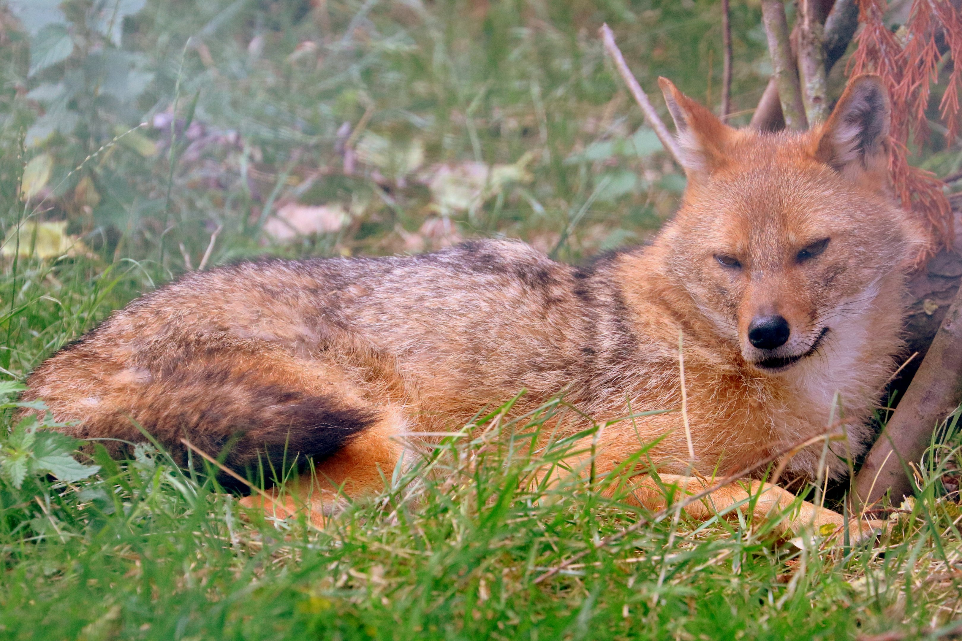 Golden jackal; All Things Wild; 30th August 2019