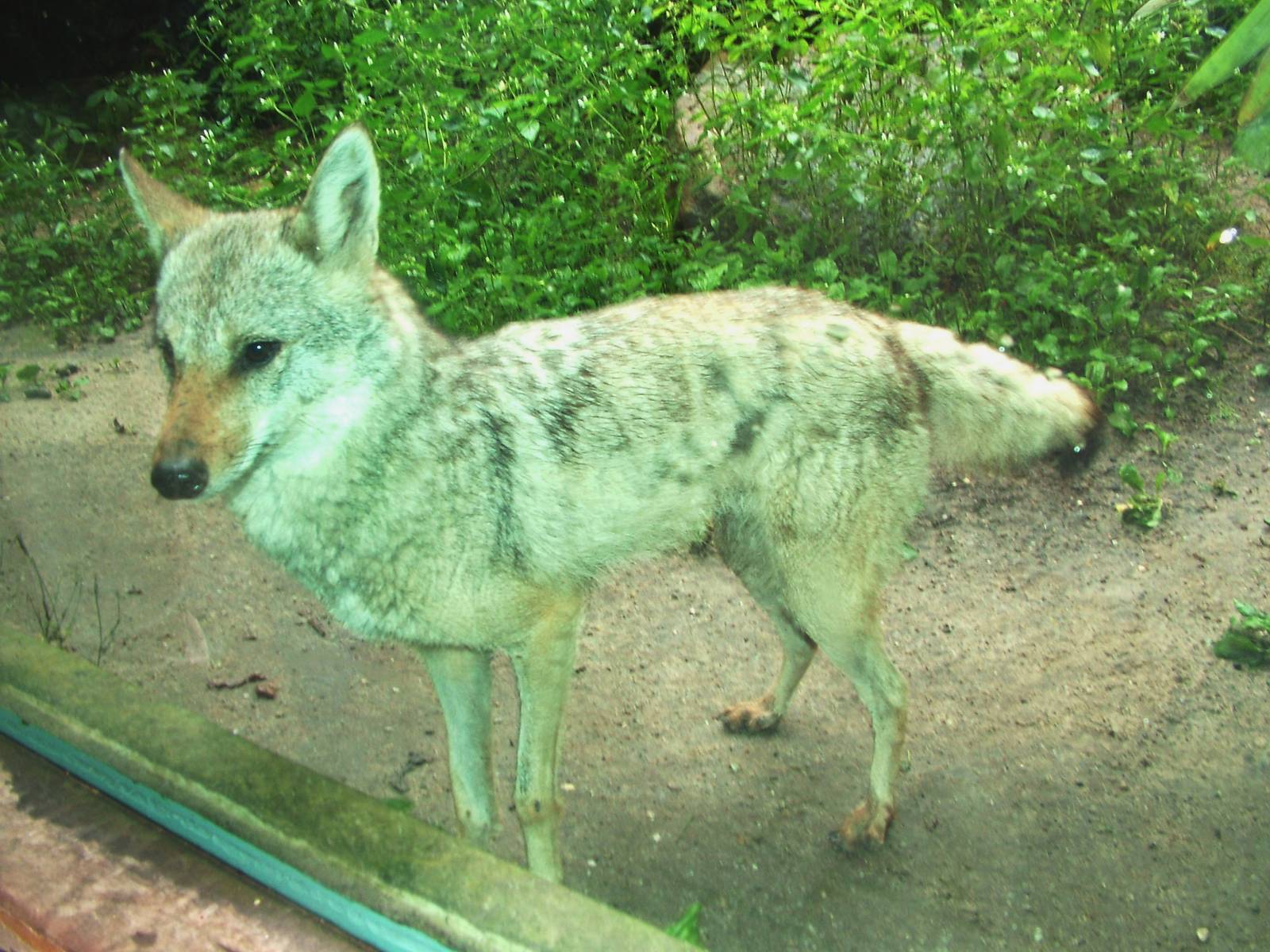 Golden Jackal at Burgers Zoo Arnhem, 29/08/10