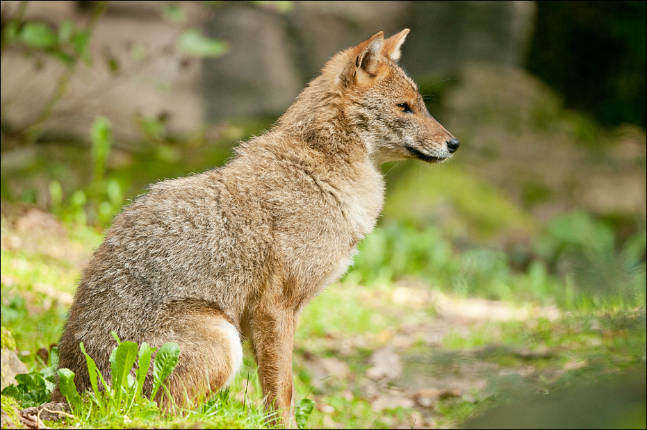 Golden jackal at Burgers Zoo