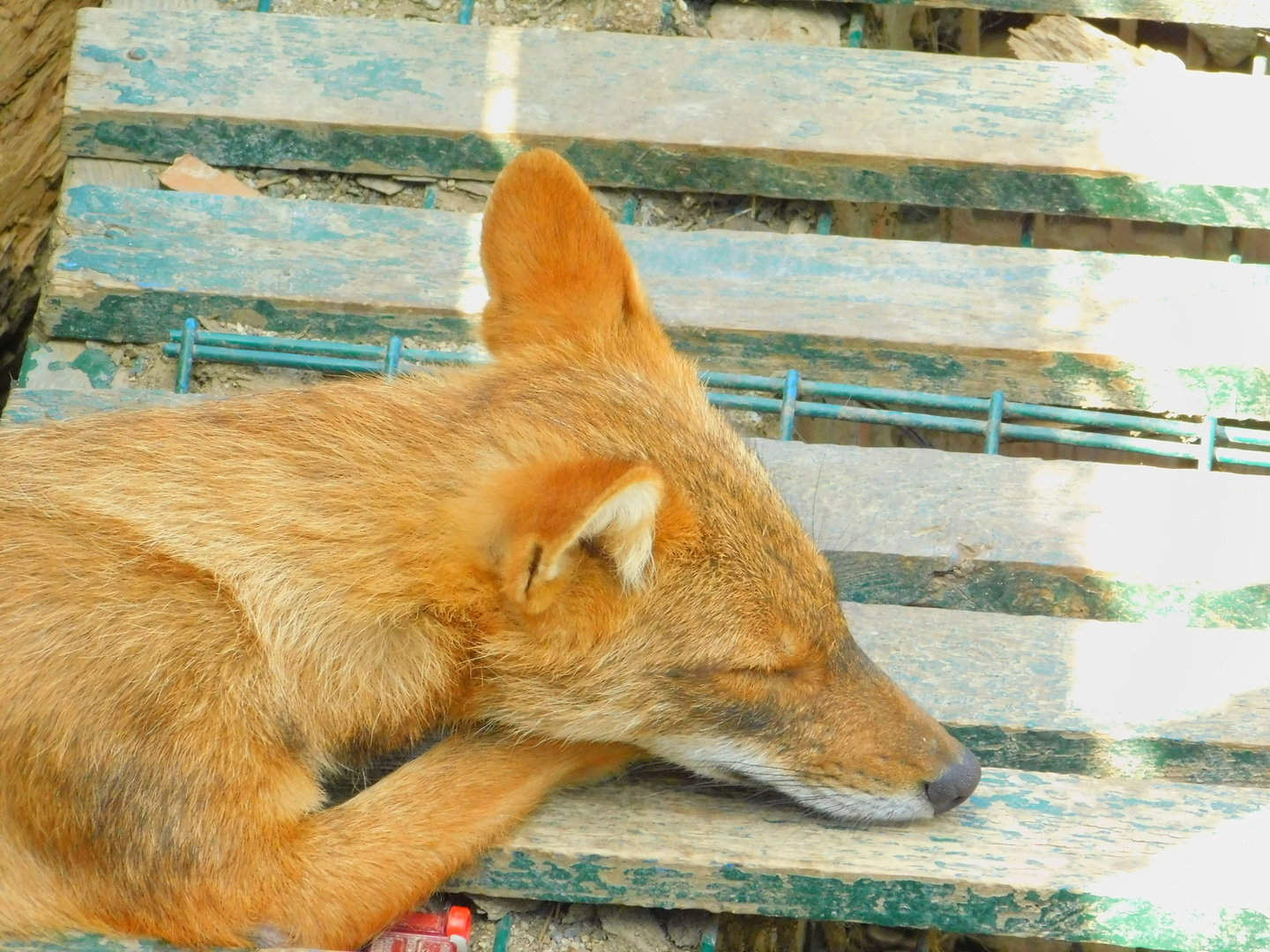 Golden Jackal at Park Of Istanbul