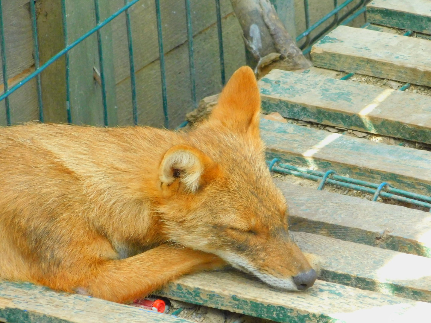 Golden Jackal at Park Of Istanbul