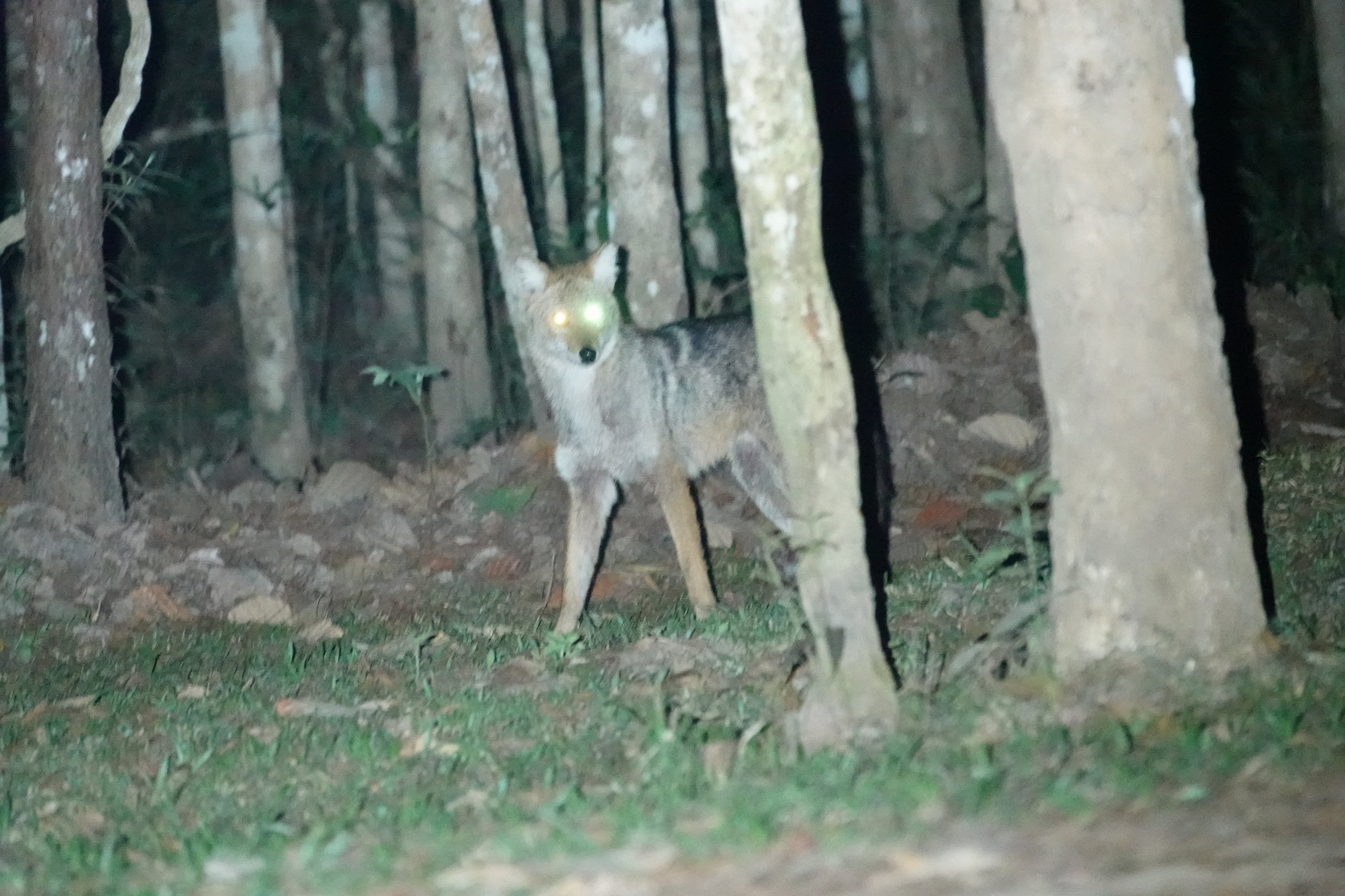 Golden Jackal at the campsite