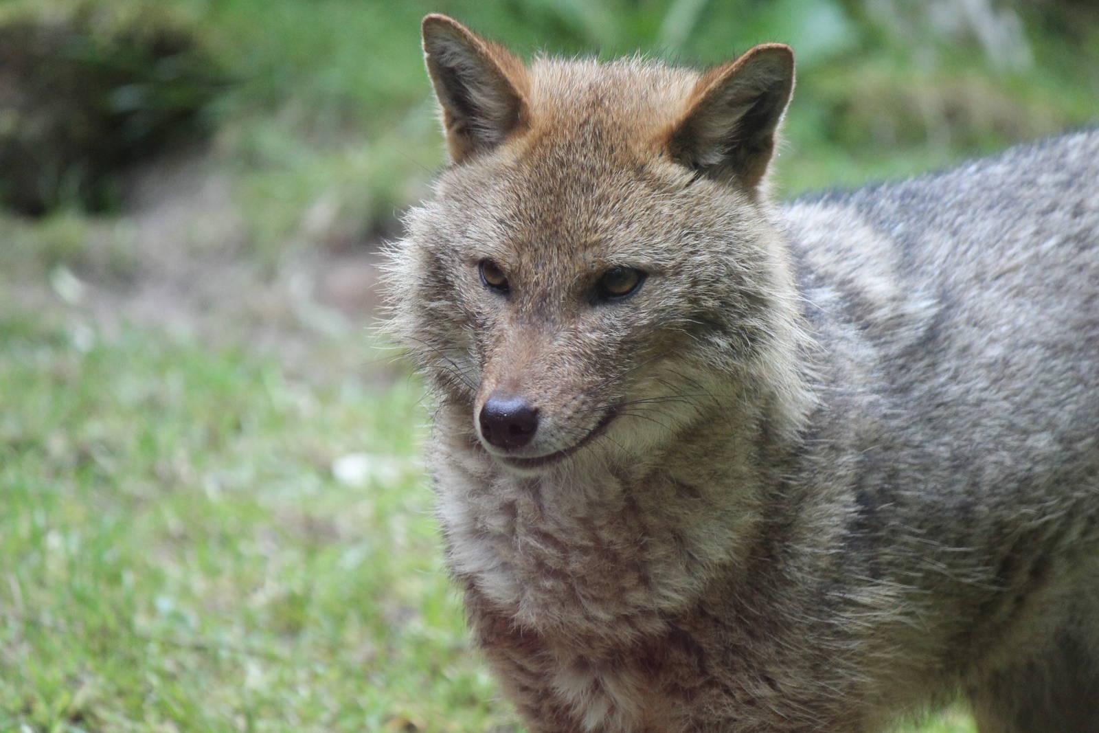 Golden Jackal, Burgers' Rimba
