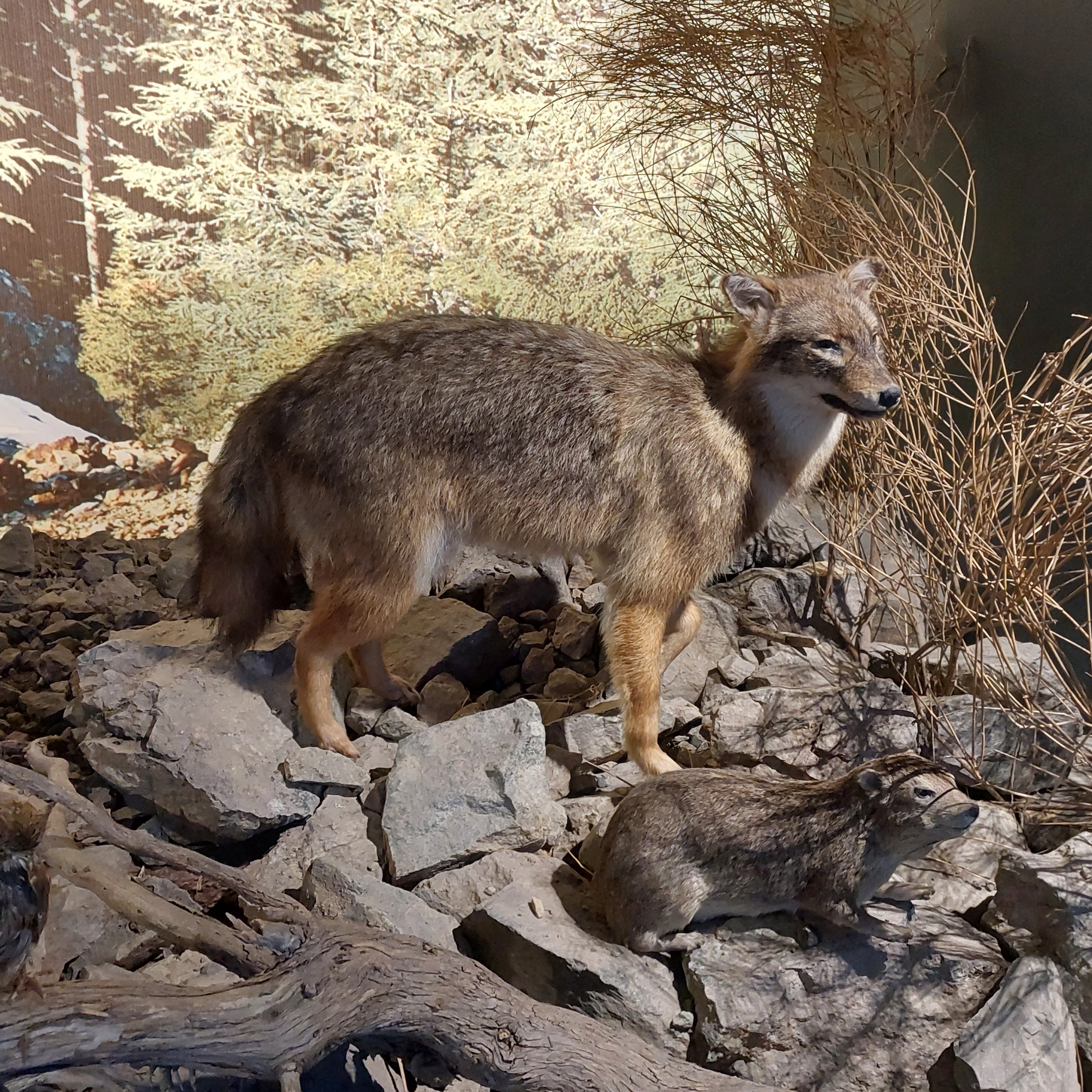 Golden jackal (Canis aureus) and rock hyrax (Procavia capensis) diorama