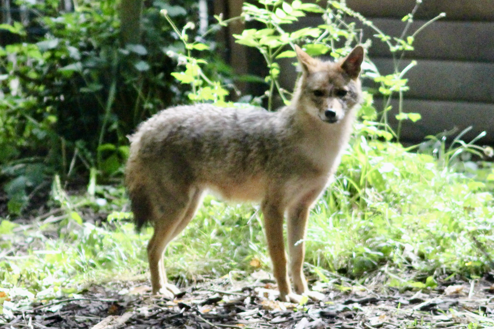 Golden jackal (Canis aureus) at Emerald Park - 21/07/2023